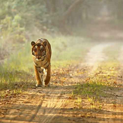 Rajasthan Tours de Vida Silvestre